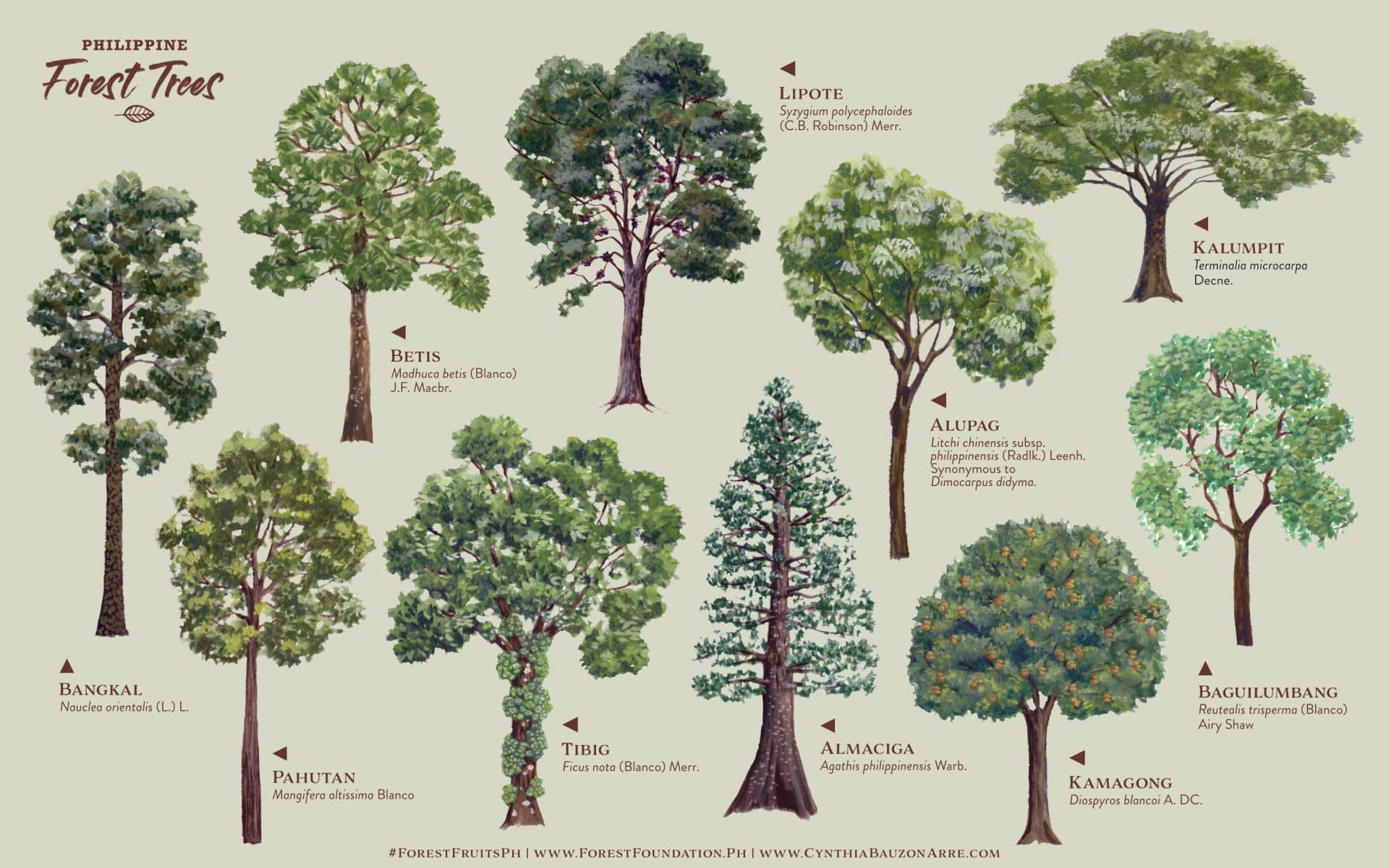 Native Trees Archives - Forest Foundation Philippines