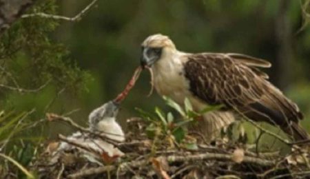 conserving-the-habitat-of-philippine-eagles-1
