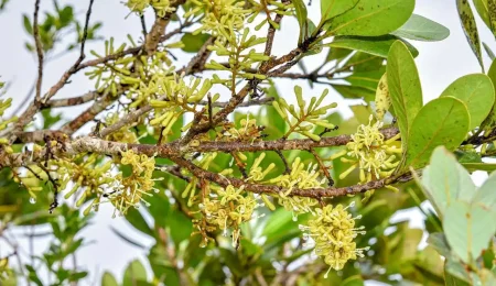 helicia-danlagunzadii-tree